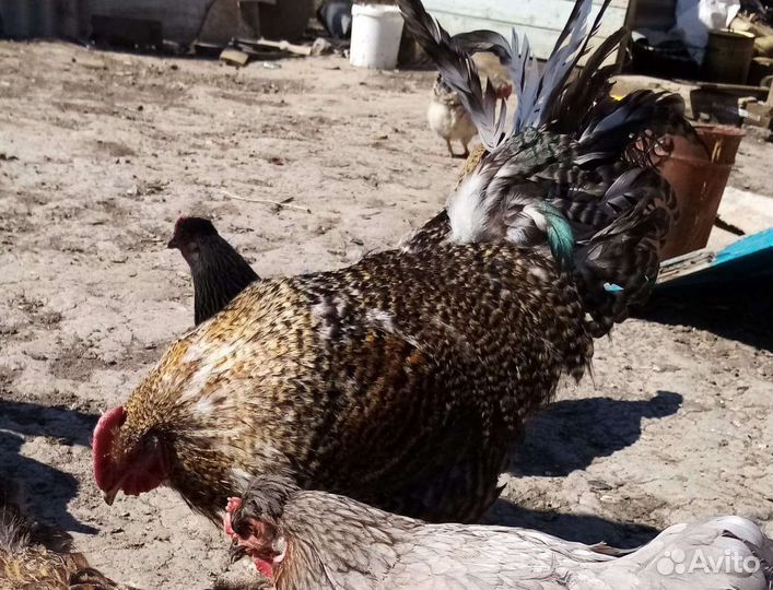 Петух доминант