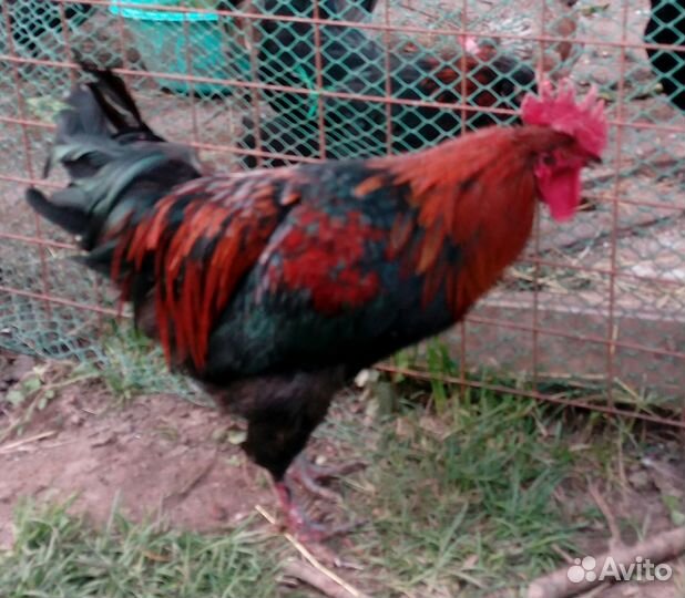 Петух маран черно-медный