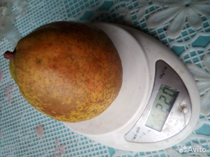 Саженцы груши