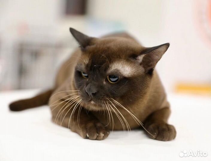 Кот на вязку