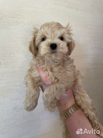 Мальтипу премиум мини