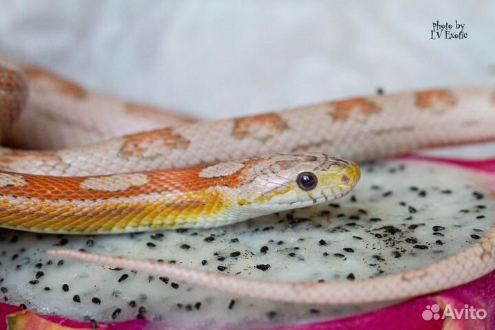 Змея маисовый полоз