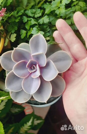 Комнатные цветы (Суккуленты)