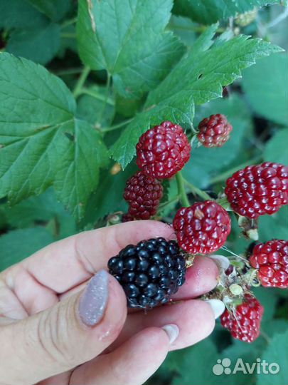 Ежевика бесшипая