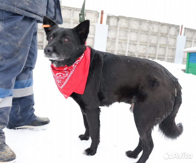 Собака в добрые руки