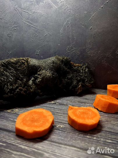 Натуральные лакомства для собак