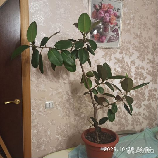 Большие комнатные цветы