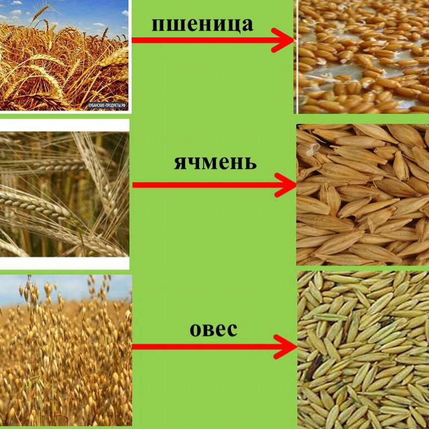 Пшеница, ячмень, зерно