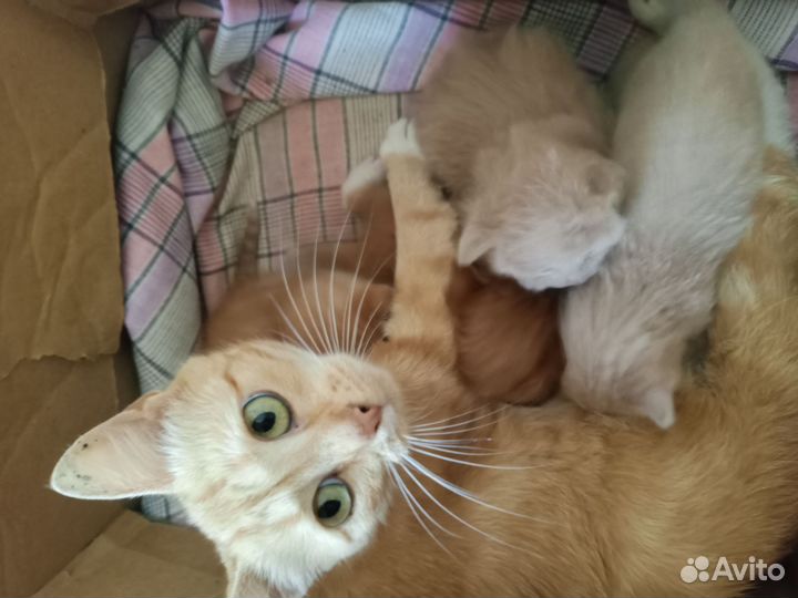 Кошки в добрые руки