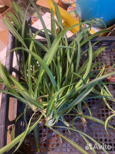 Хлорофитум