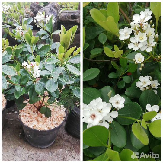 Рафиолепис