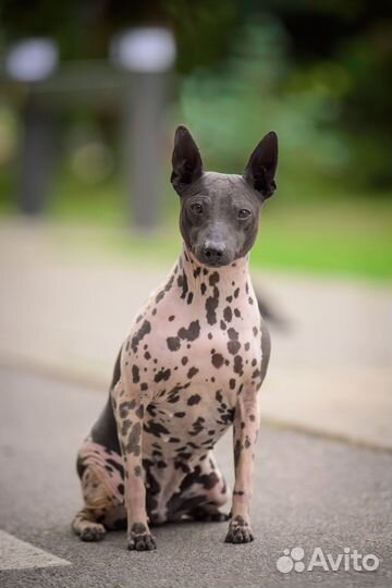 Американский Голый Терьер щенки