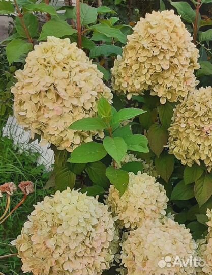 Гортензия метельчатая Коттон Крем 1 шт (горшок)