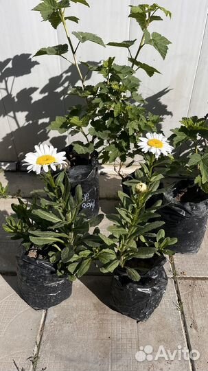 Ромашка крупная