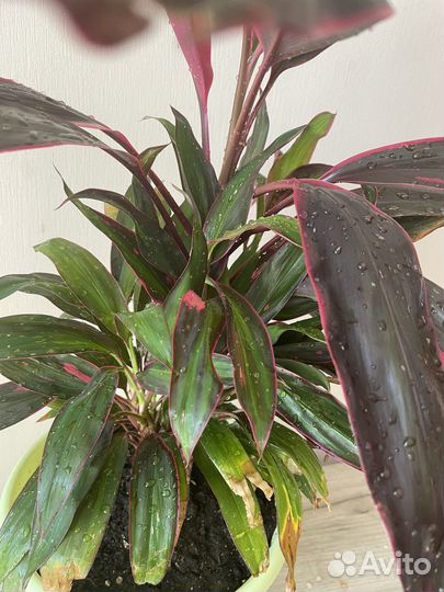 Комнатное растение кардилина