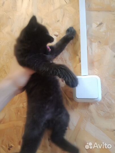 Котята крысоловы