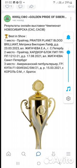 Щенки американского питбультерьера