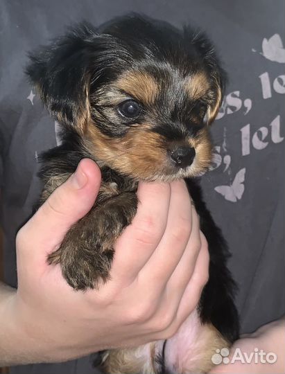 Йоркширский терьер мини