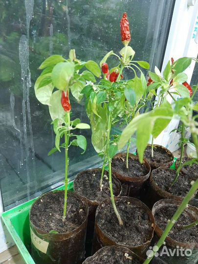 Рассада перец