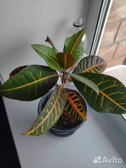 Комнатные цветы кротон