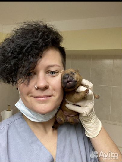 Ветеринарный врач на дом