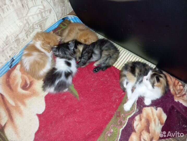 Котятки в добрые руки