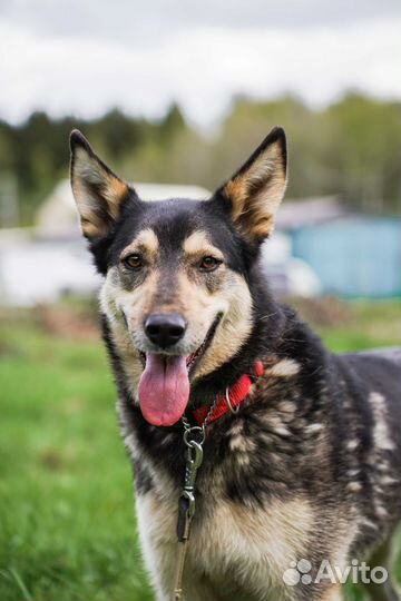 Молодой пёс бесплатно в добрые руки Болтик