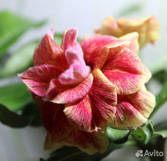 Прививка Персидский кот