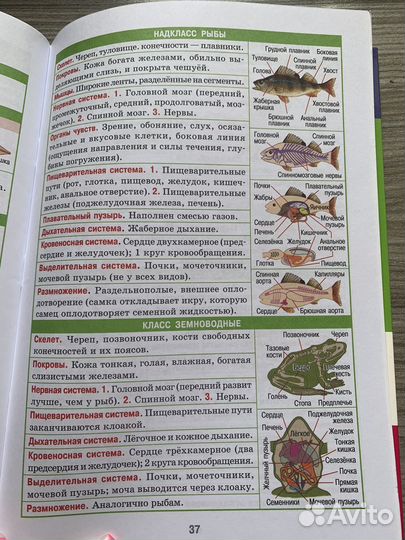 Шпора по биологии