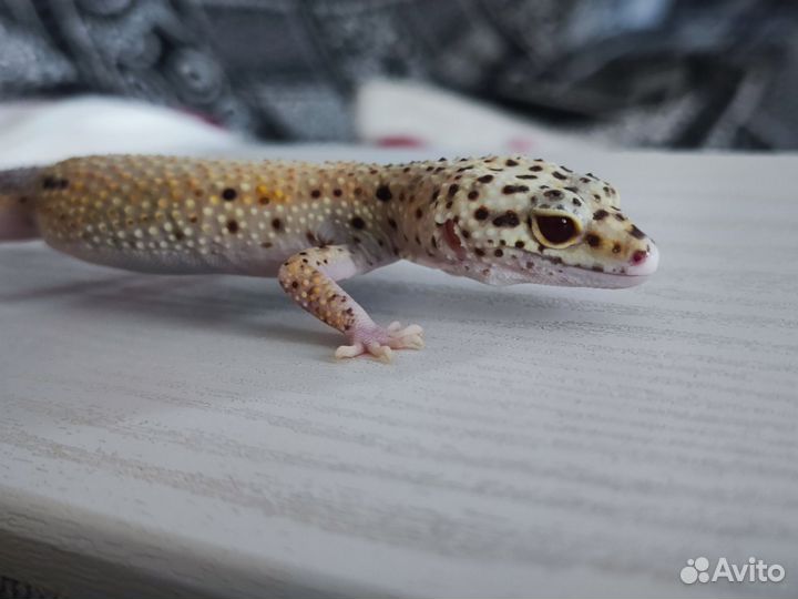 Продаётся взрослый эублефар