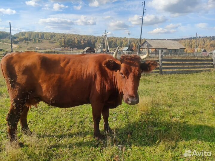Продается корова