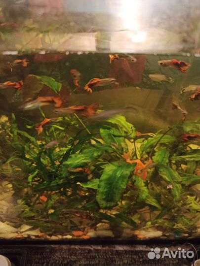 Аквариумные рыбки гуппи бесплатно