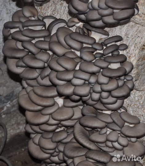 Мицелий вешенки разных штаммов