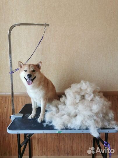 Грумер стрижка собак