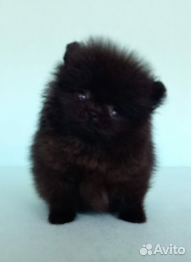 Щенки шпица