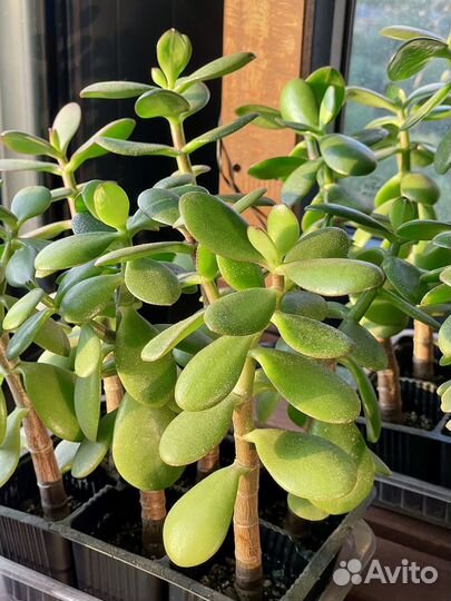 Толстянка/крассула/денежное дерево