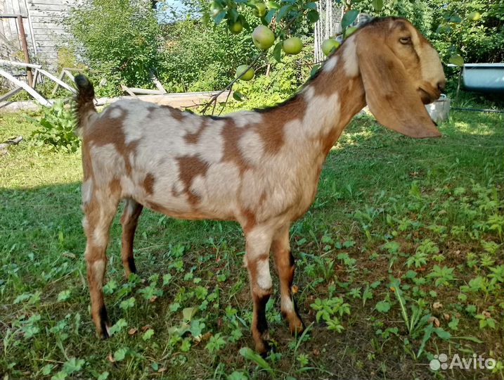 Англо-нубийские козы и козел