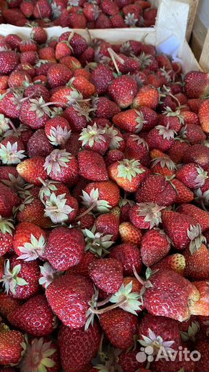 Клубника с Киргизия
