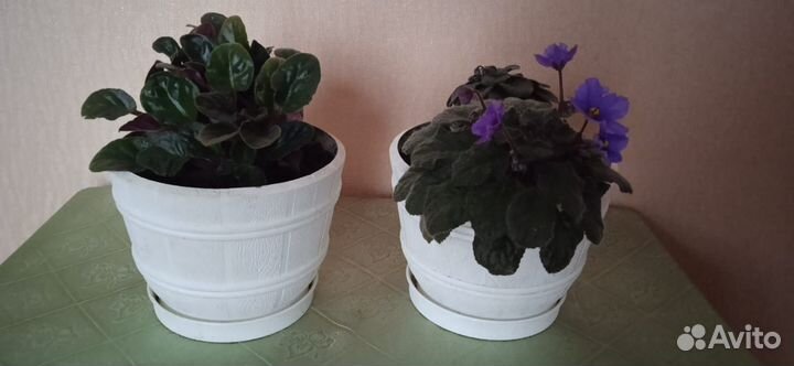 Комнатные цветы