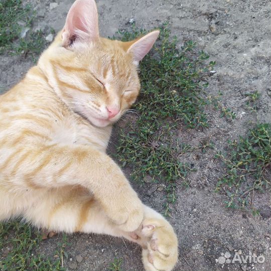 Котенок мальчик бесплатно