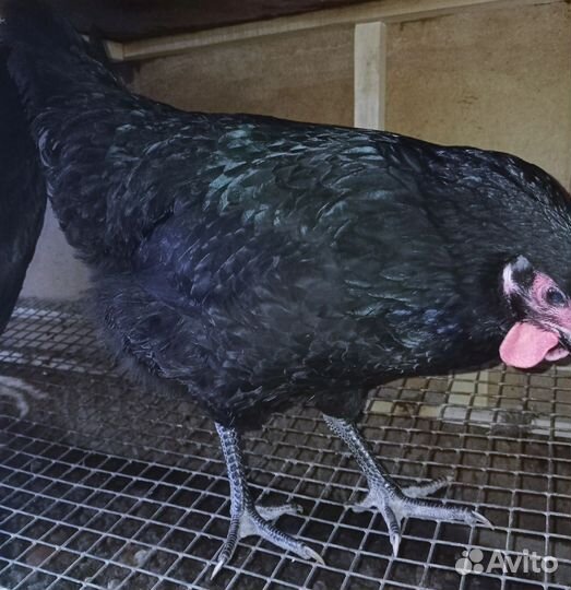 Цыплята Австралорп и Пушкинские