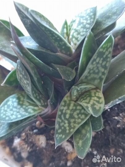 Комнатные растения