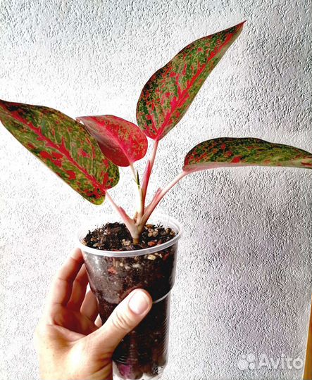 Аглаонема stardust (RED sabmongcol)