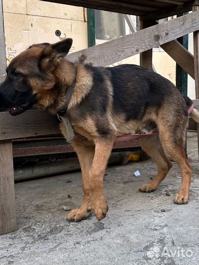Немецкая овчарка