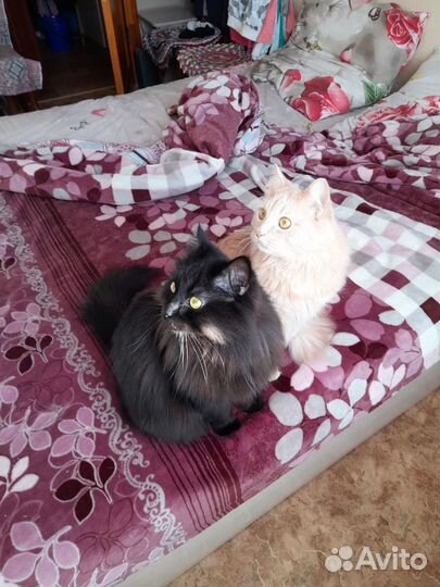 Отдам в добрые руки котиков