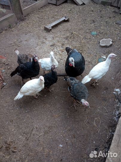 Индюки индюшата