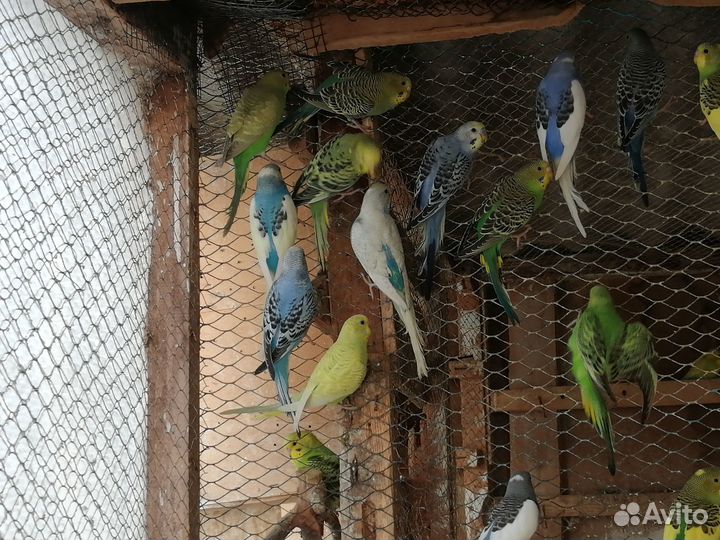 Волнистые попугаи, амадины, кореллы