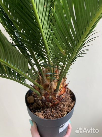 Пальма цикас
