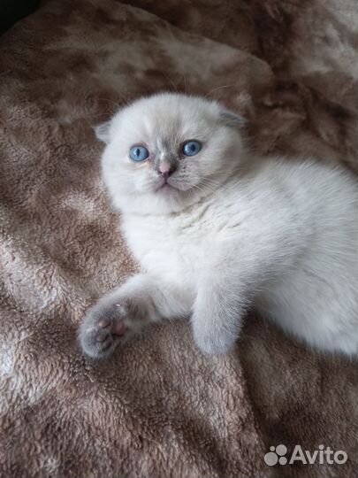 Шотландские котята