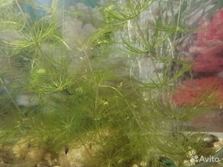 Аквариумные растения